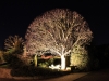 Ornamental tree LED lit saving 90% of running costs